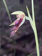 Calochilus robertsonii