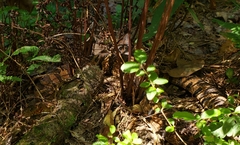 Nerodia sipedon pleuralis