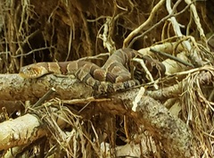 Nerodia sipedon pleuralis