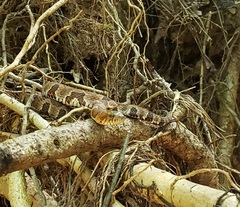 Nerodia sipedon pleuralis