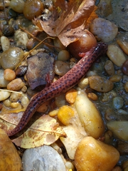 Pseudotriton ruber