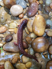 Pseudotriton ruber