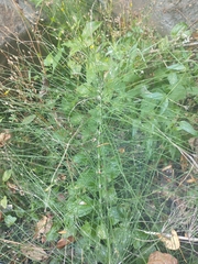Equisetum telmateia