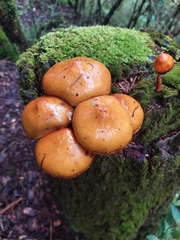 Kuehneromyces lignicola