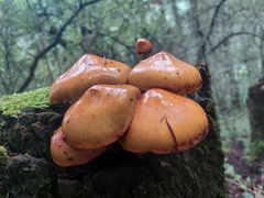 Kuehneromyces lignicola