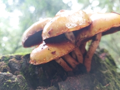 Kuehneromyces lignicola