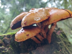 Kuehneromyces lignicola