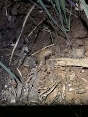 Ambigolimax valentianus
