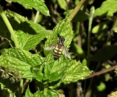 Helophilus latifrons