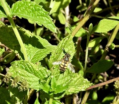 Helophilus latifrons