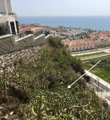 Austrocylindropuntia subulata