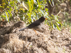 Turdus
