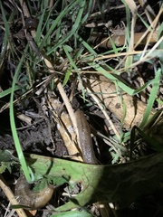 Ambigolimax valentianus