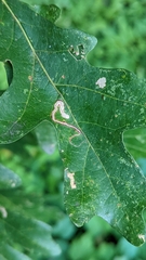 Stigmella quercipulchella