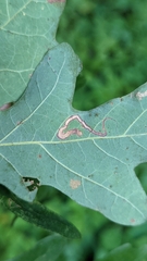 Stigmella quercipulchella
