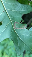 Stigmella quercipulchella