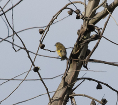 Spinus xanthogastrus