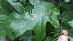 Stigmella quercipulchella