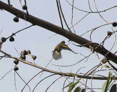 Spinus xanthogastrus