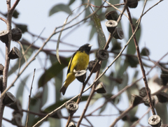 Spinus xanthogastrus