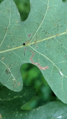 Stigmella quercipulchella