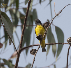 Spinus xanthogastrus