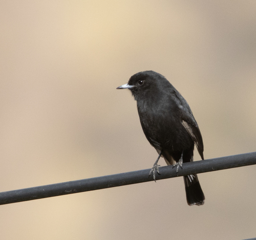 White-winged Black-tyrant