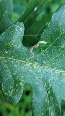 Stigmella quercipulchella