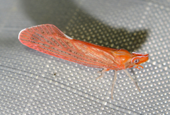 Apache degeeri