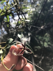 Clematis aristata