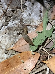 Ambigolimax valentianus