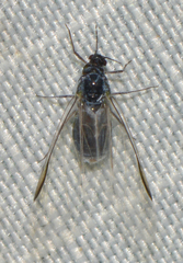 Aphididae