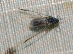 Aphididae