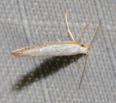 Argyresthia subreticulata