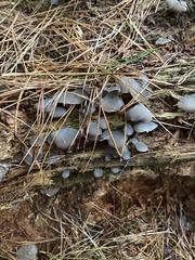 Pseudohydnum gelatinosum