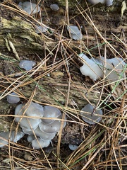 Pseudohydnum gelatinosum