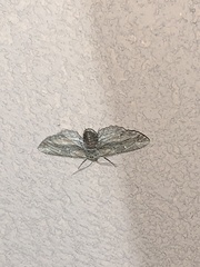 Holochroa dissociarius