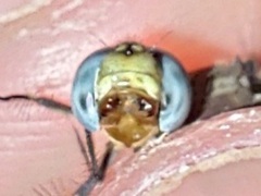 Erythrodiplax minuscula
