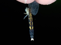 Erythrodiplax minuscula