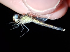 Erythrodiplax minuscula