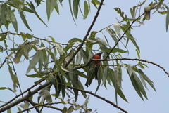 Myioborus miniatus