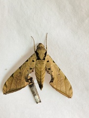 Protambulyx strigilis