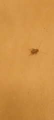 Planuncus tingitanus