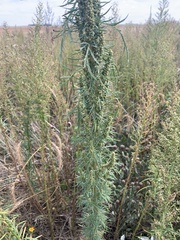 Artemisia biennis