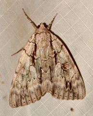 Catocala retecta