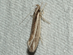 Leptosaces schistopa