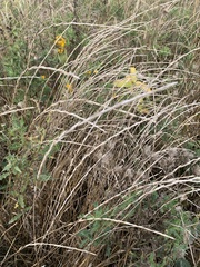 Elymus repens
