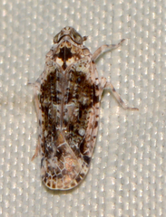 Catonia nava
