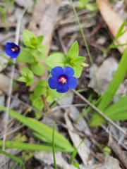 Lysimachia arvensis caerulea