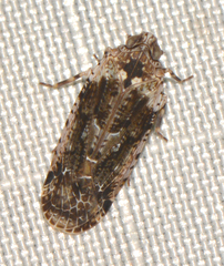 Catonia nava